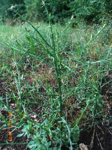 Centaurea soltitialis?